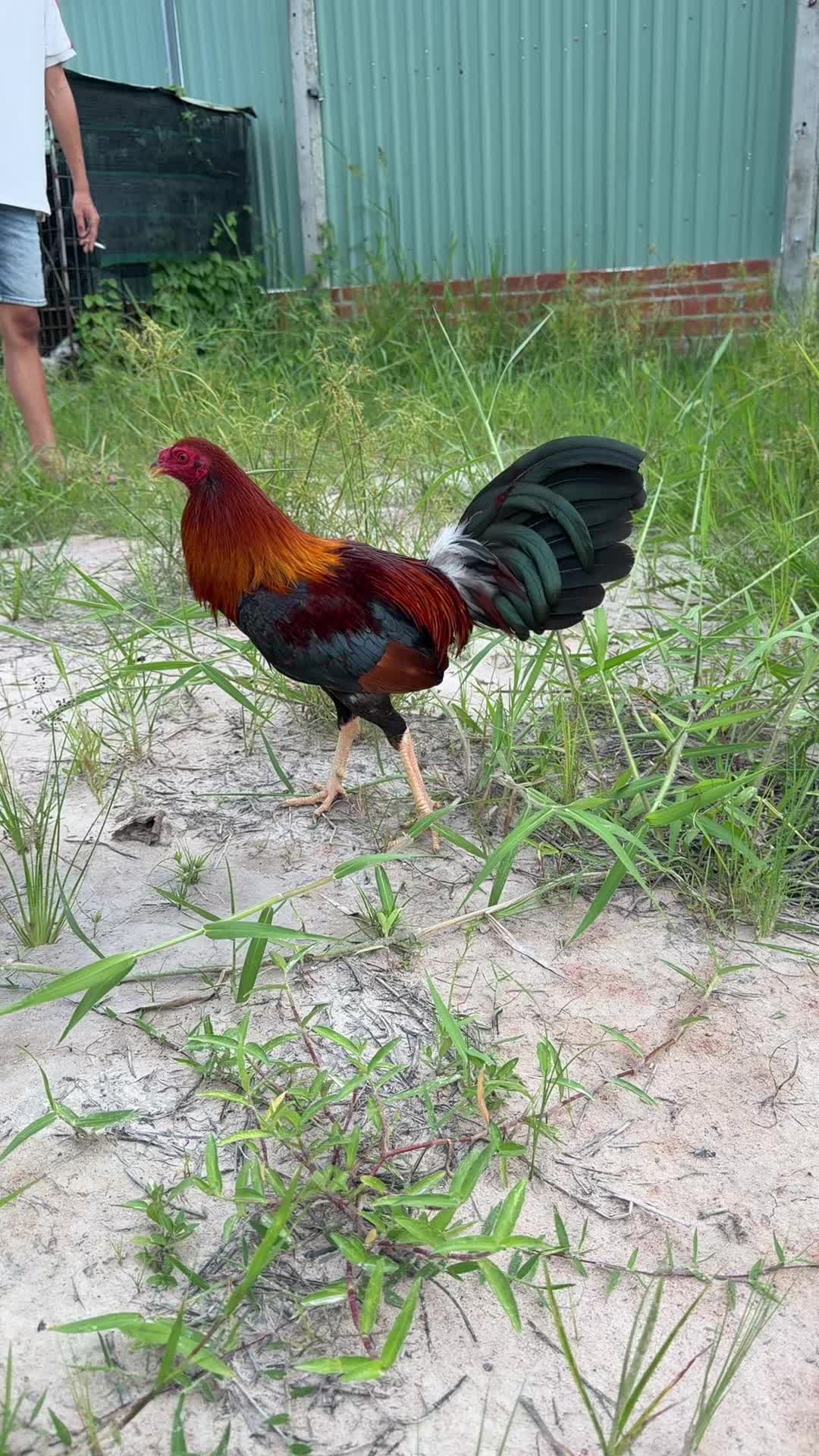 @Thông Lê
