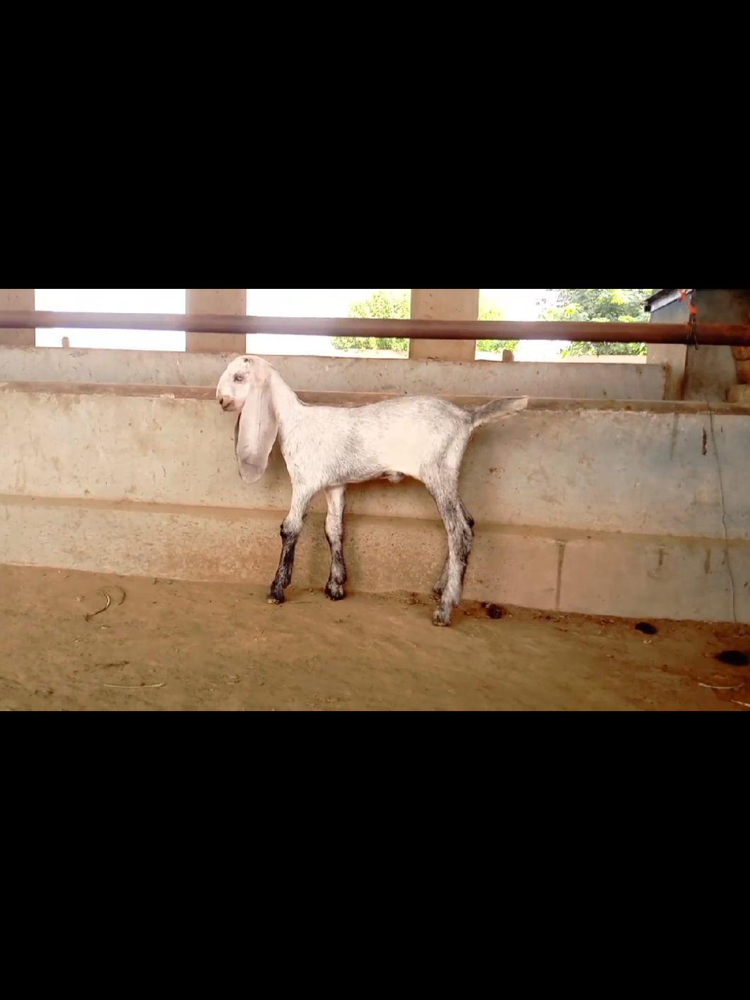 @Babu Pathan Goat Farm