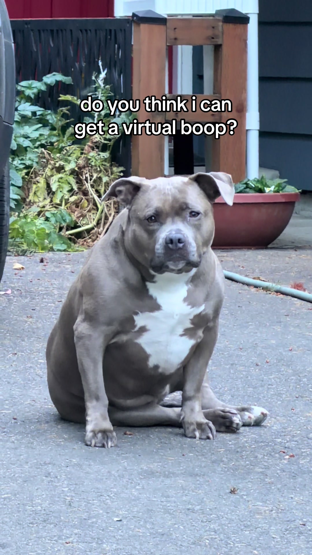 @IG: @lou.the.bully