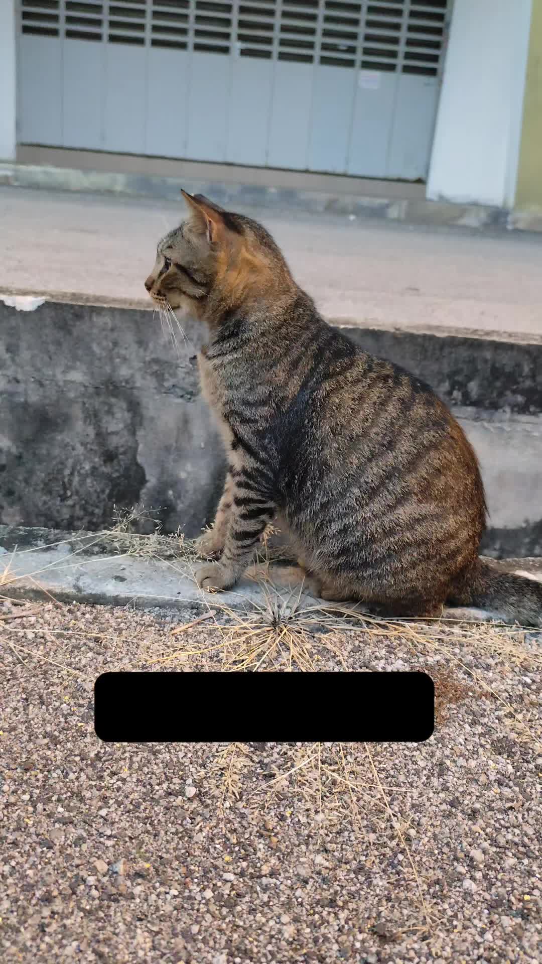 @Omma Kucing 🇲🇾🍉