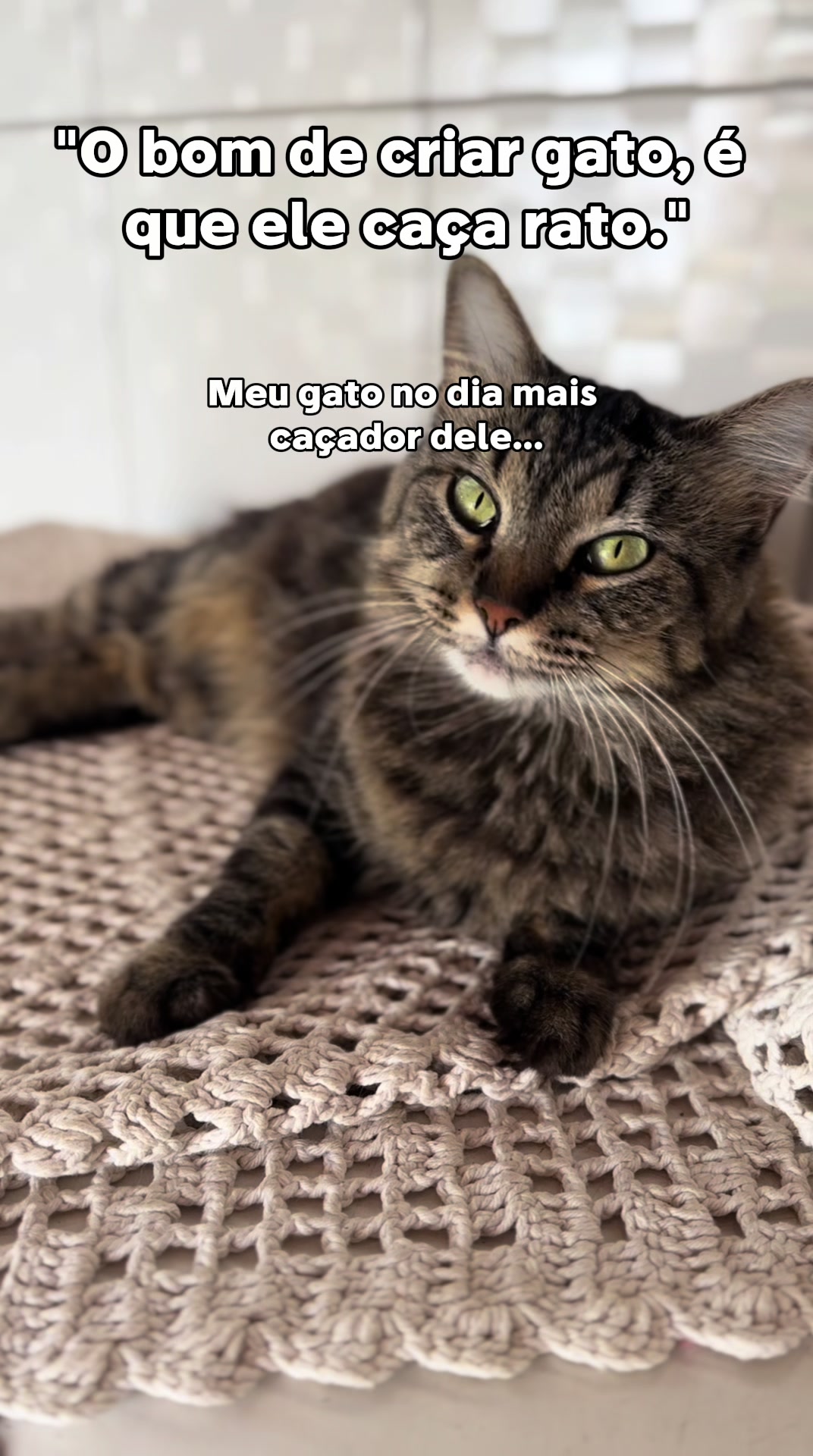 @Evy singer 🎙️🐈