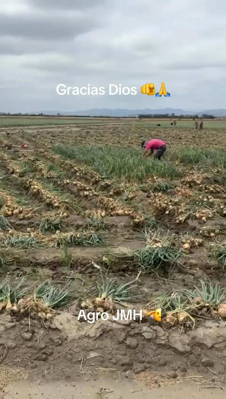 @Grupo MH