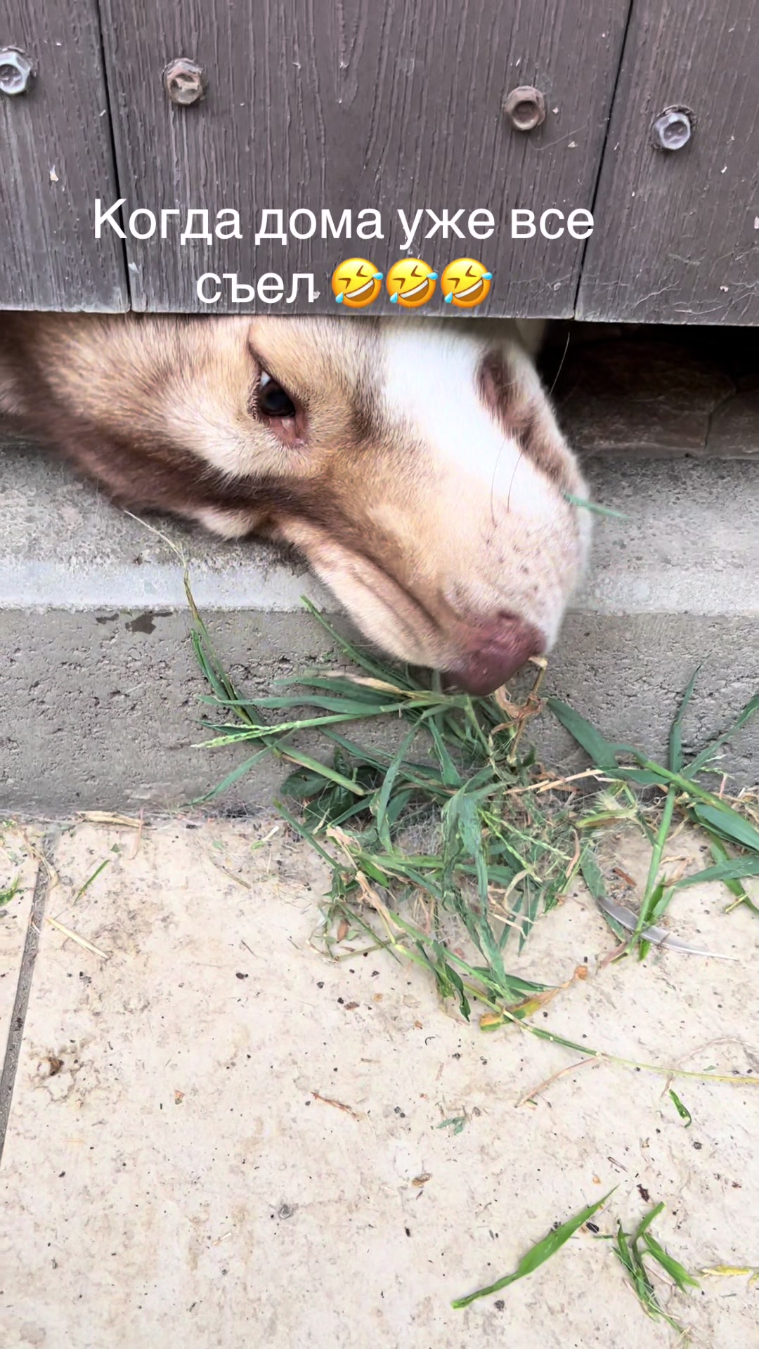 @🐕🦺Бонифаций и Арчибальд🐕