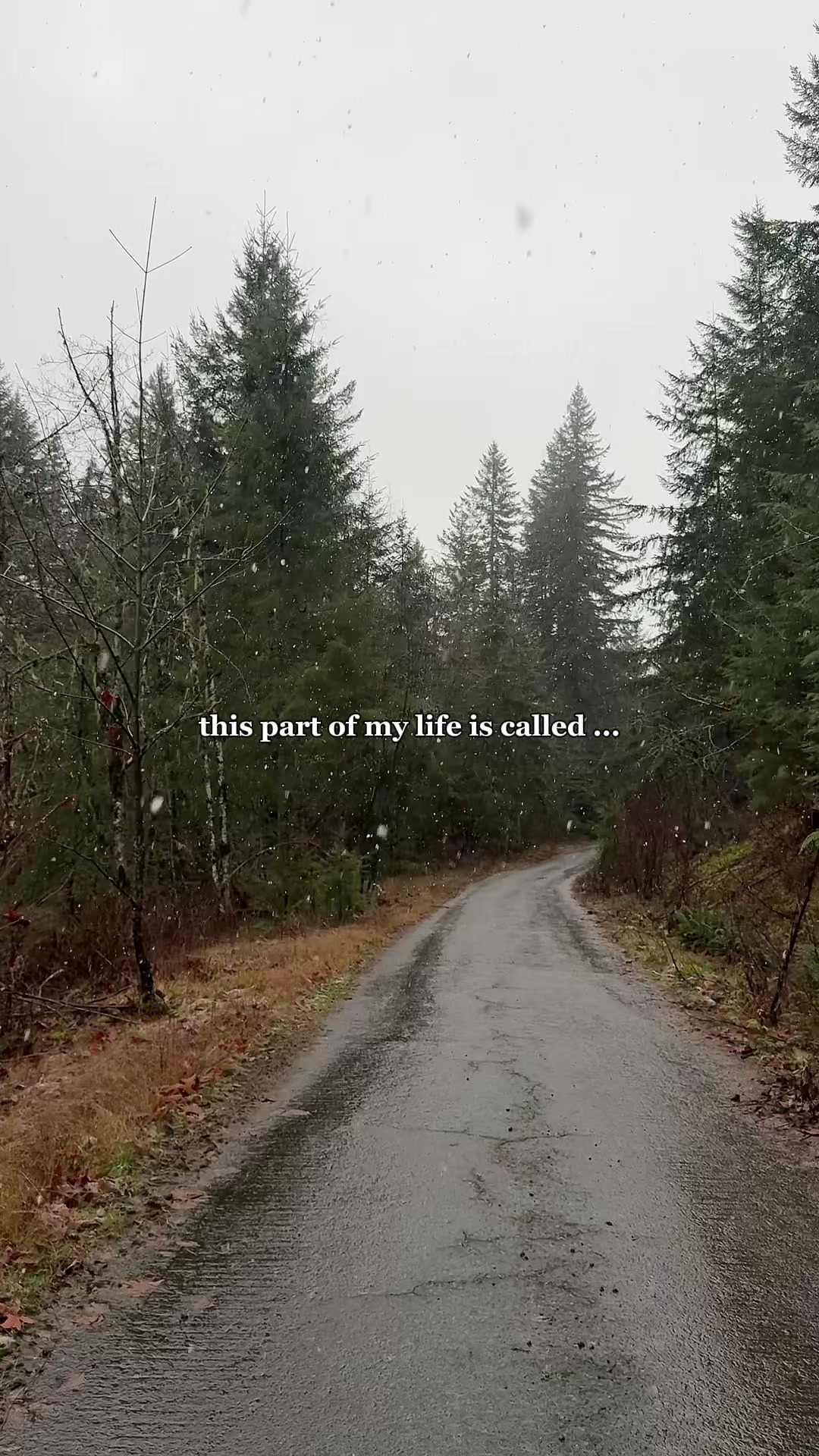 @Cat PNW | 🐈😶&zwj;🌫️🔥☠️🤪