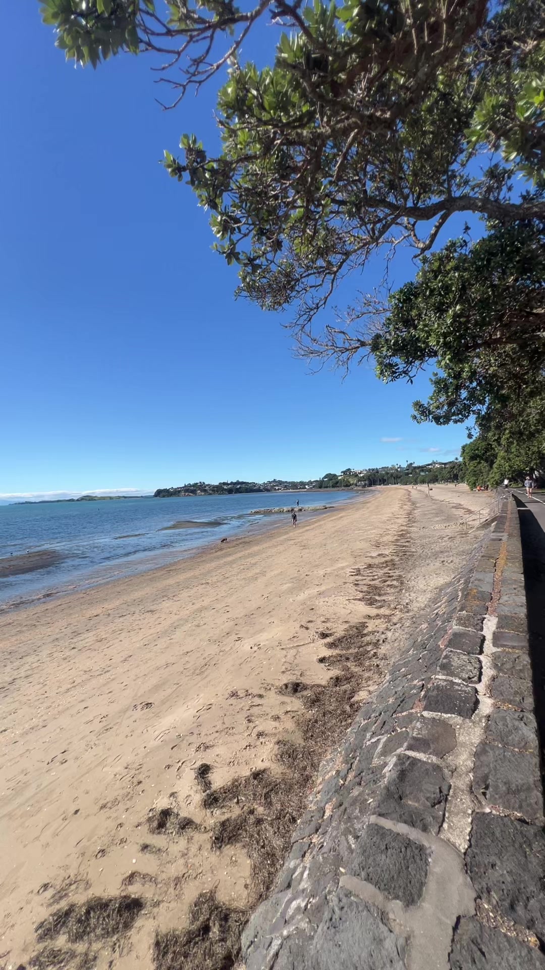 @Auckland wale