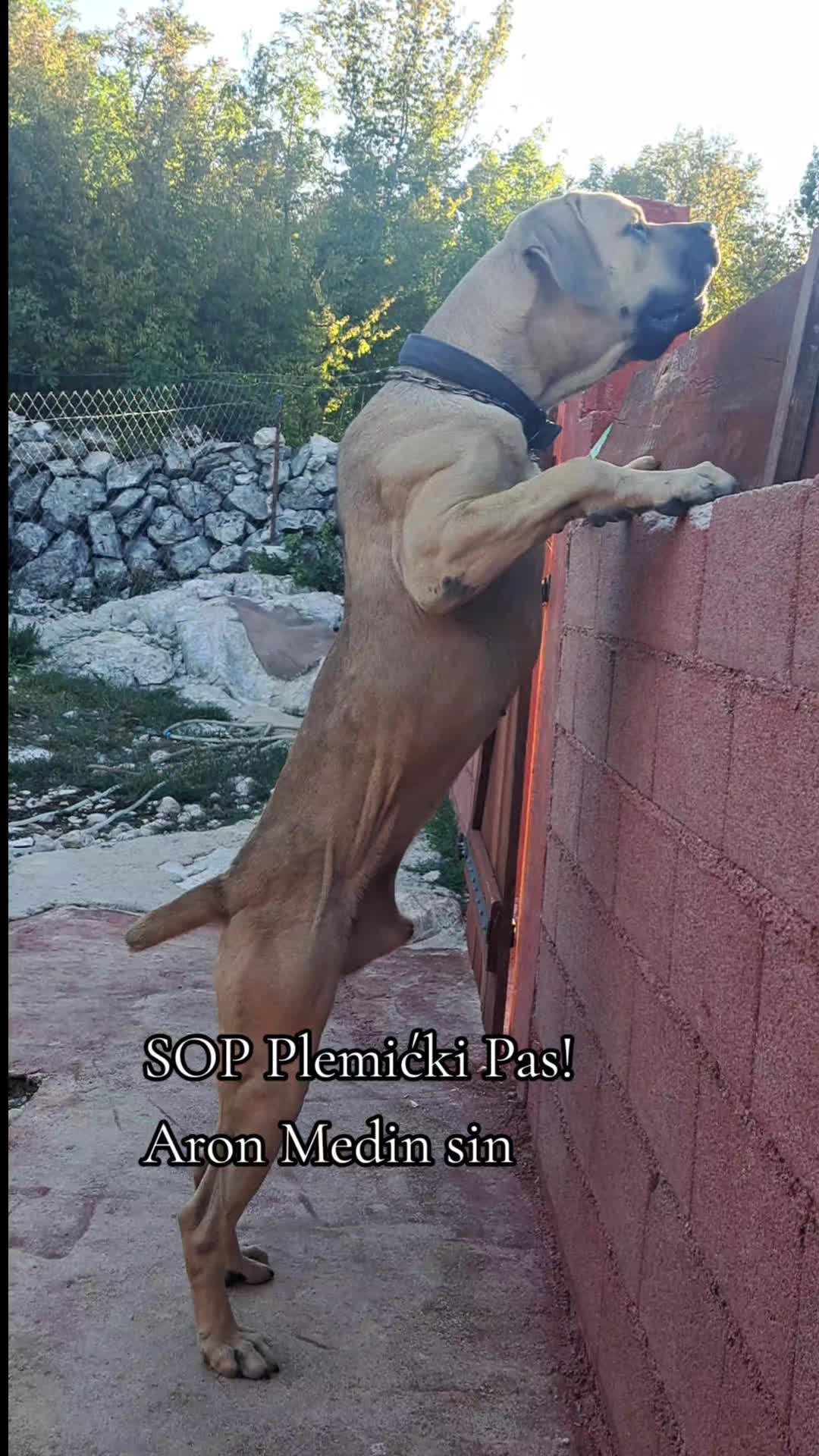 @Plemićki pas Srpski mastif