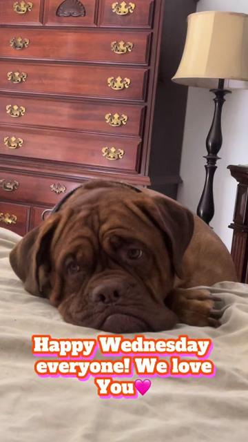 @Cheryl dog mom