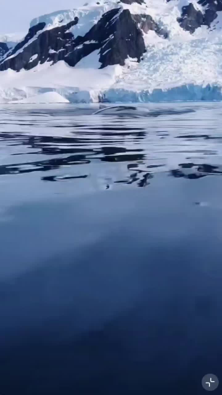 @Whale - life in ocean