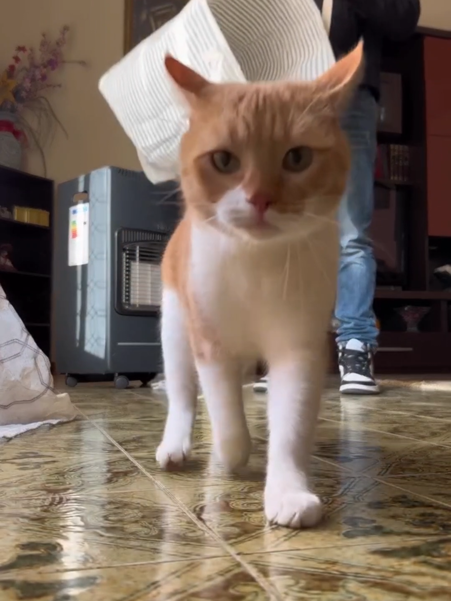 @Paw Pet