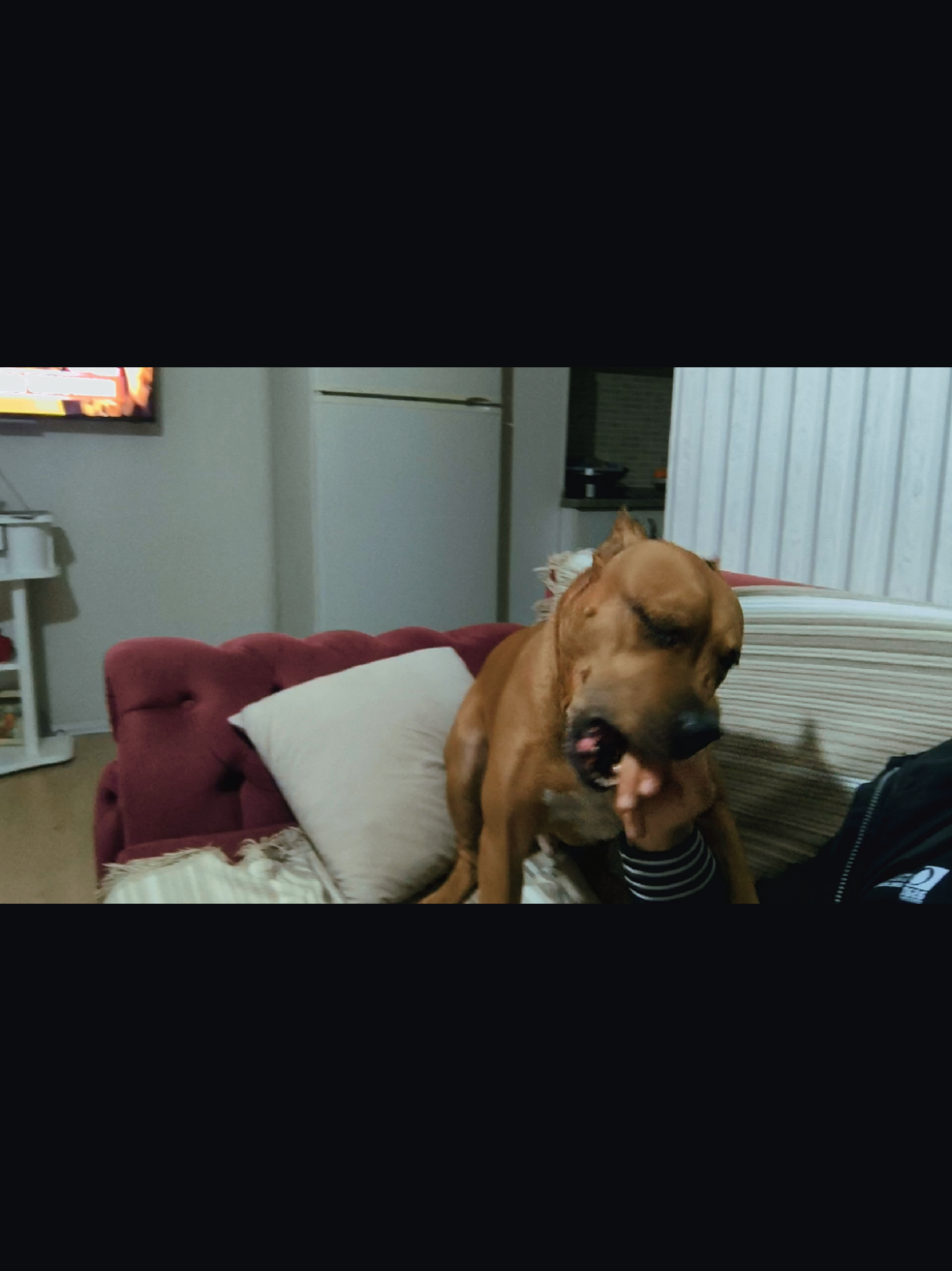 @pitbulll👑