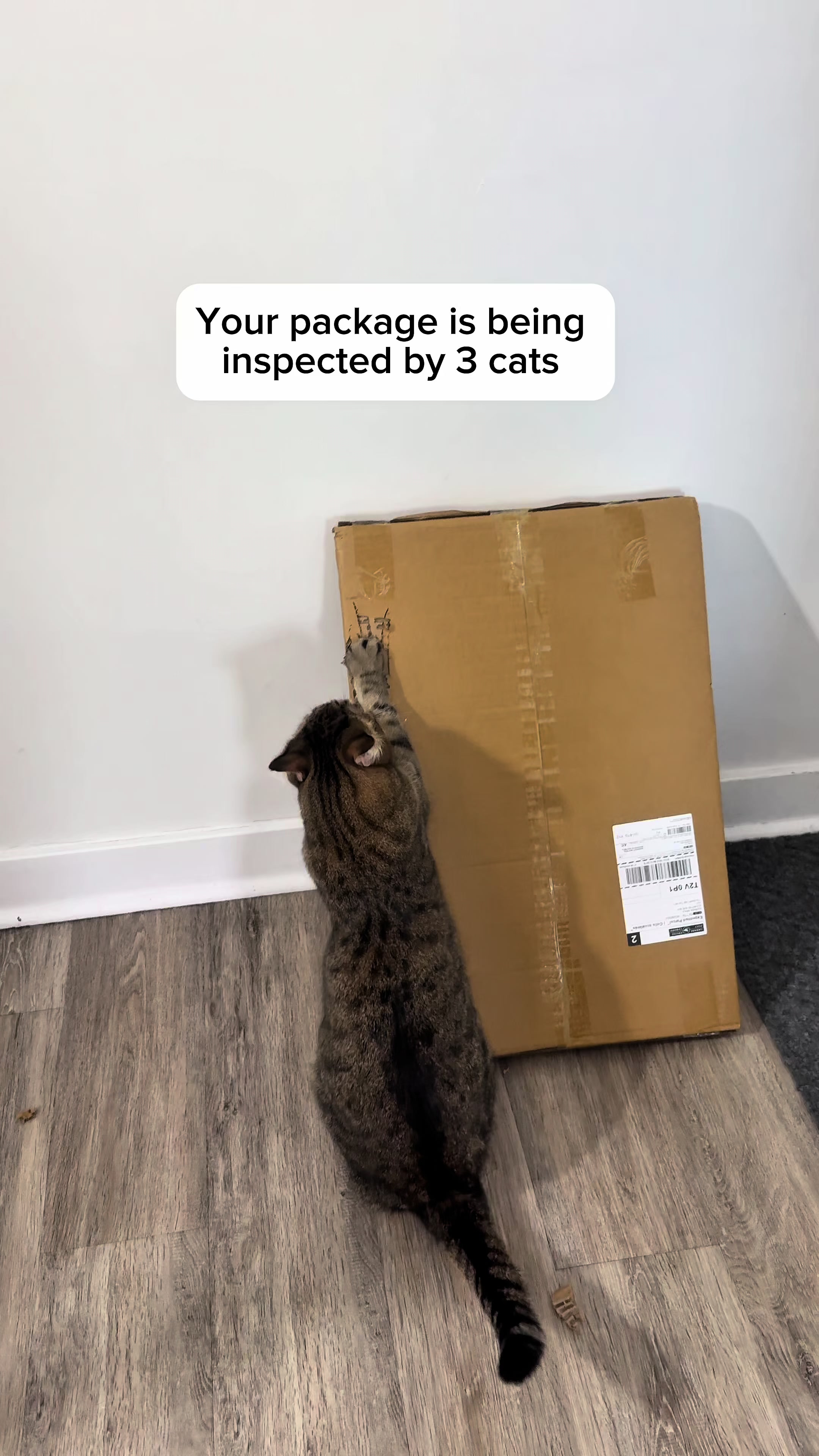 @Three Nawty Cats