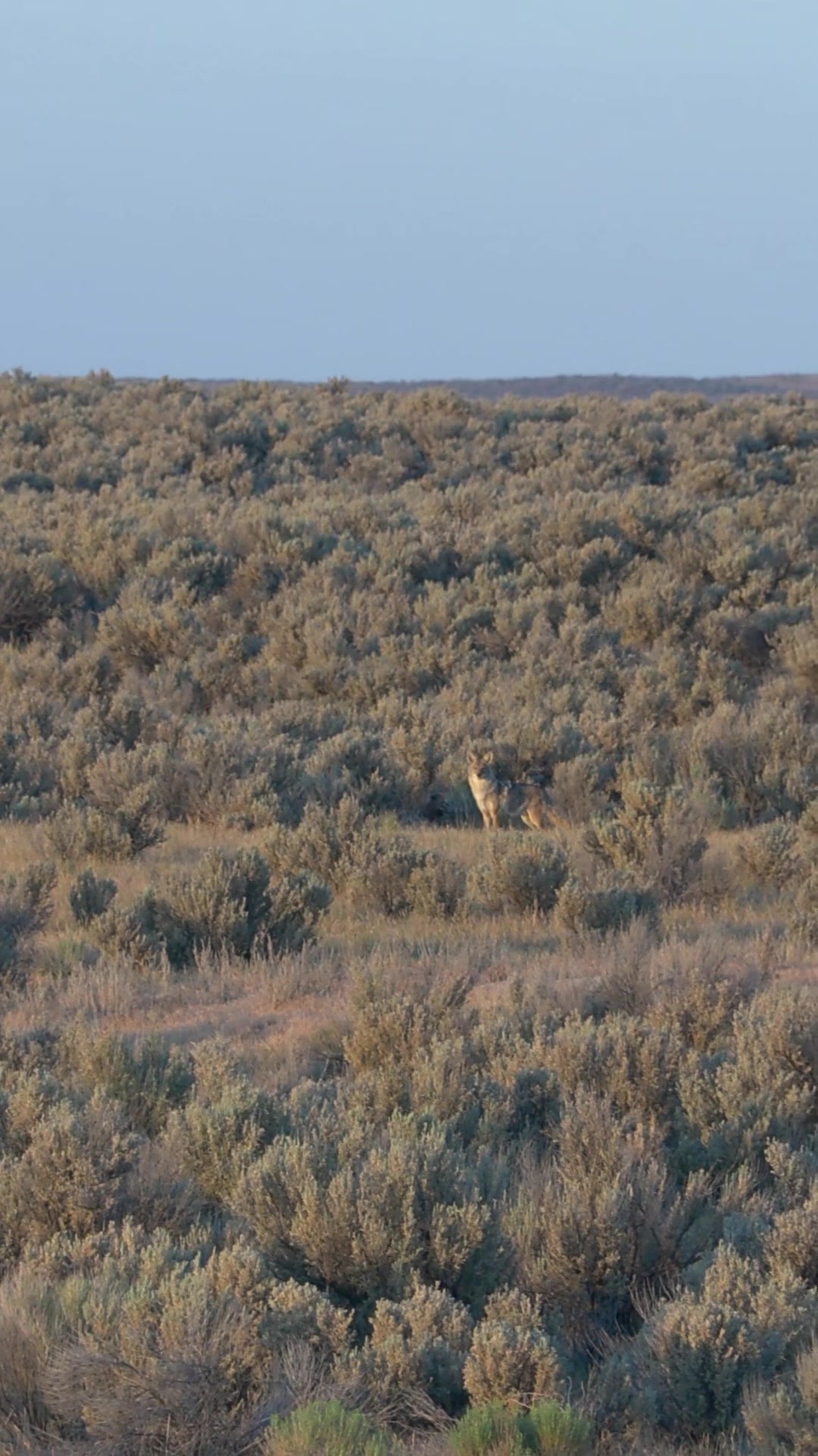 @FOXPRO Game Calls