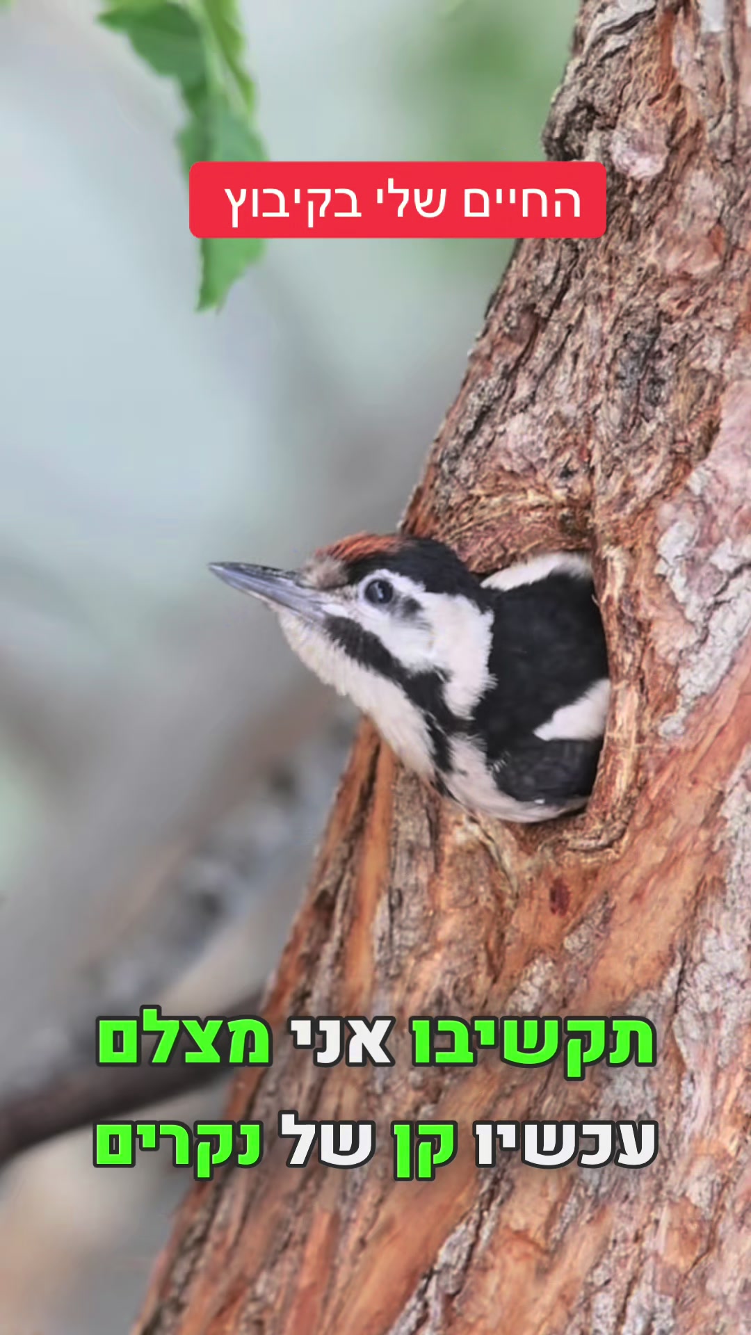 @המורה לשל"ח - הרצאות חינוך