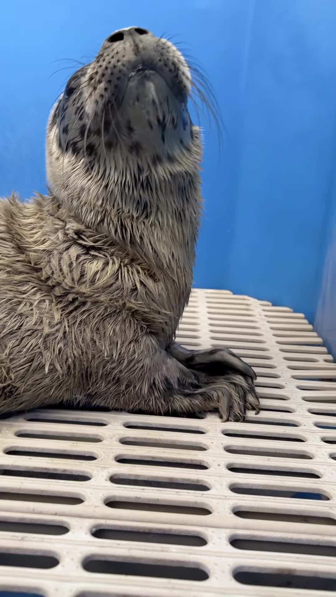 @Marine Mammal Rescue Society