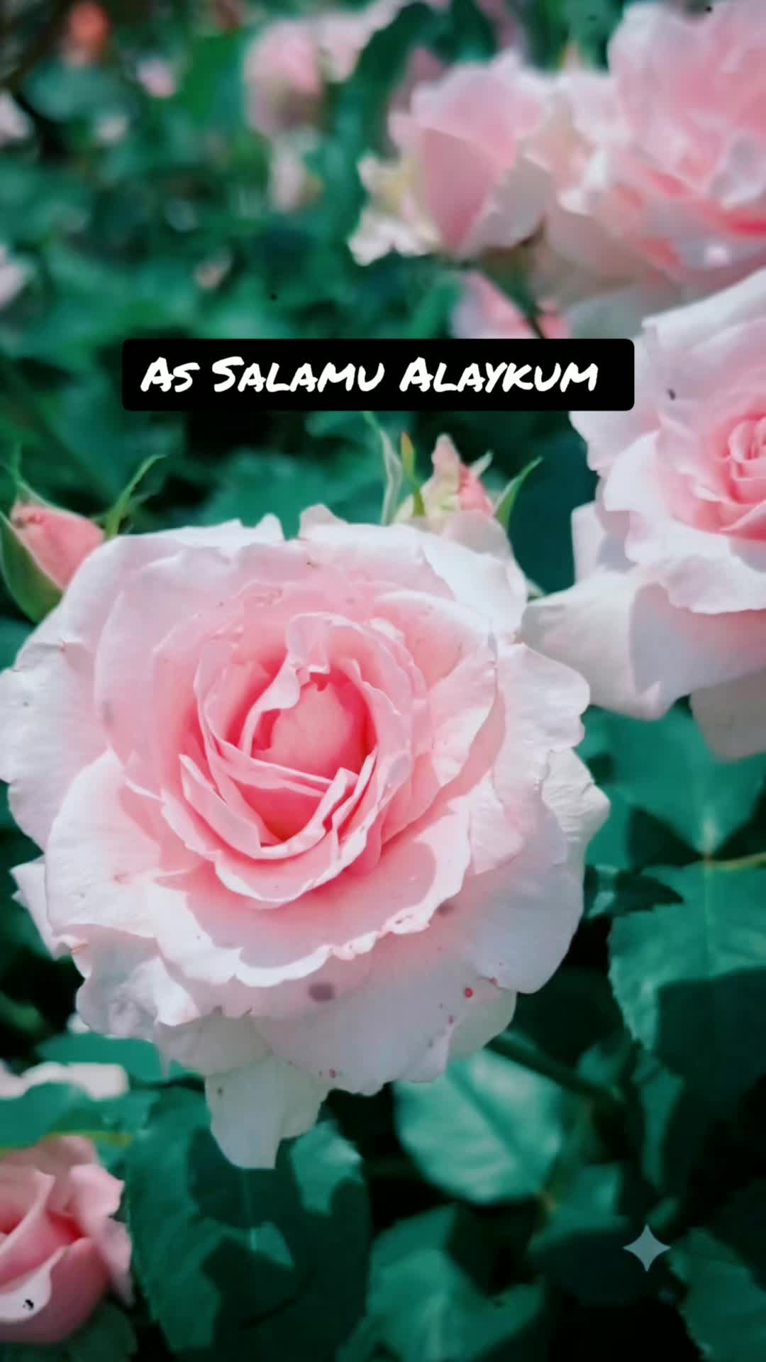 @Halima