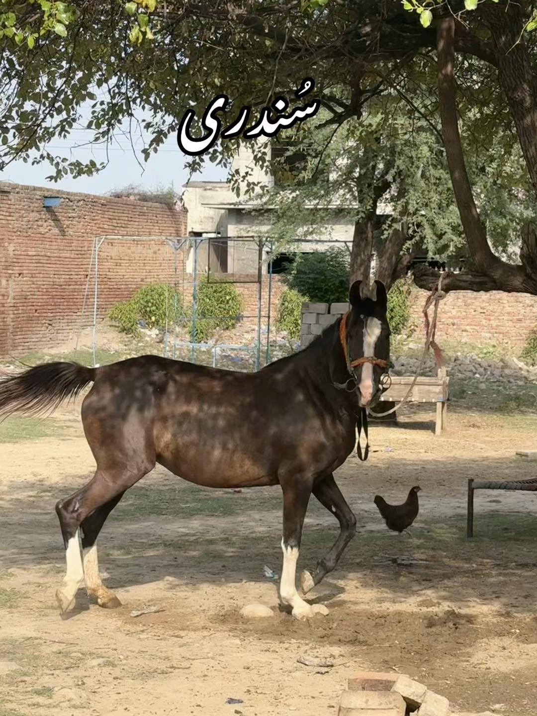 @Sameerx653