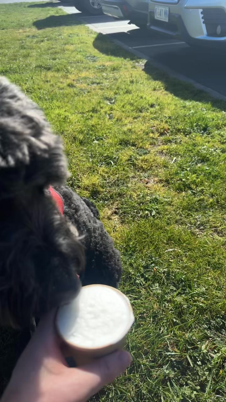 @MontyTheLabradoodle