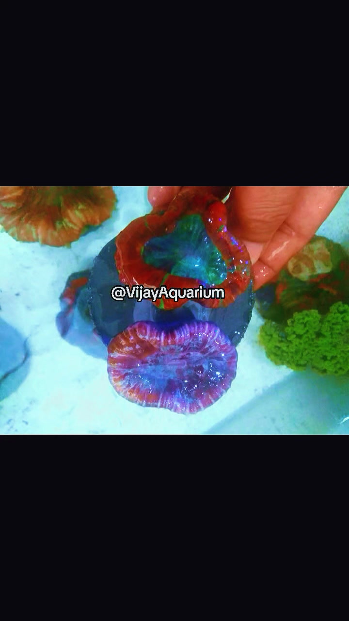 @Vijay Marine