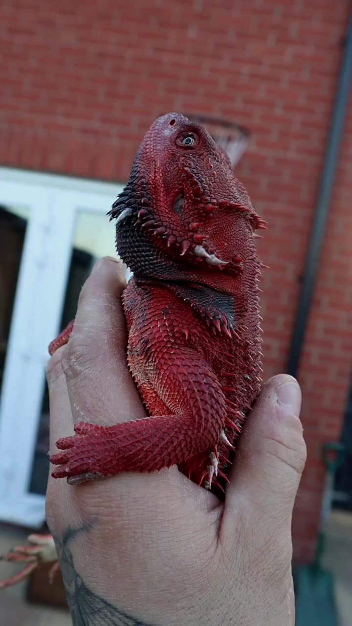 @Morph Reptiles