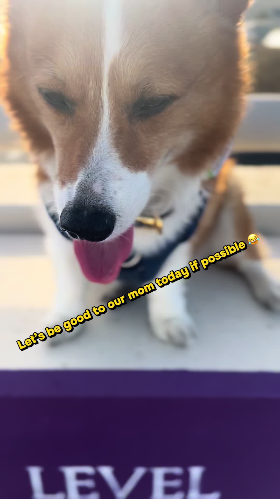 @bumi_the_corgi