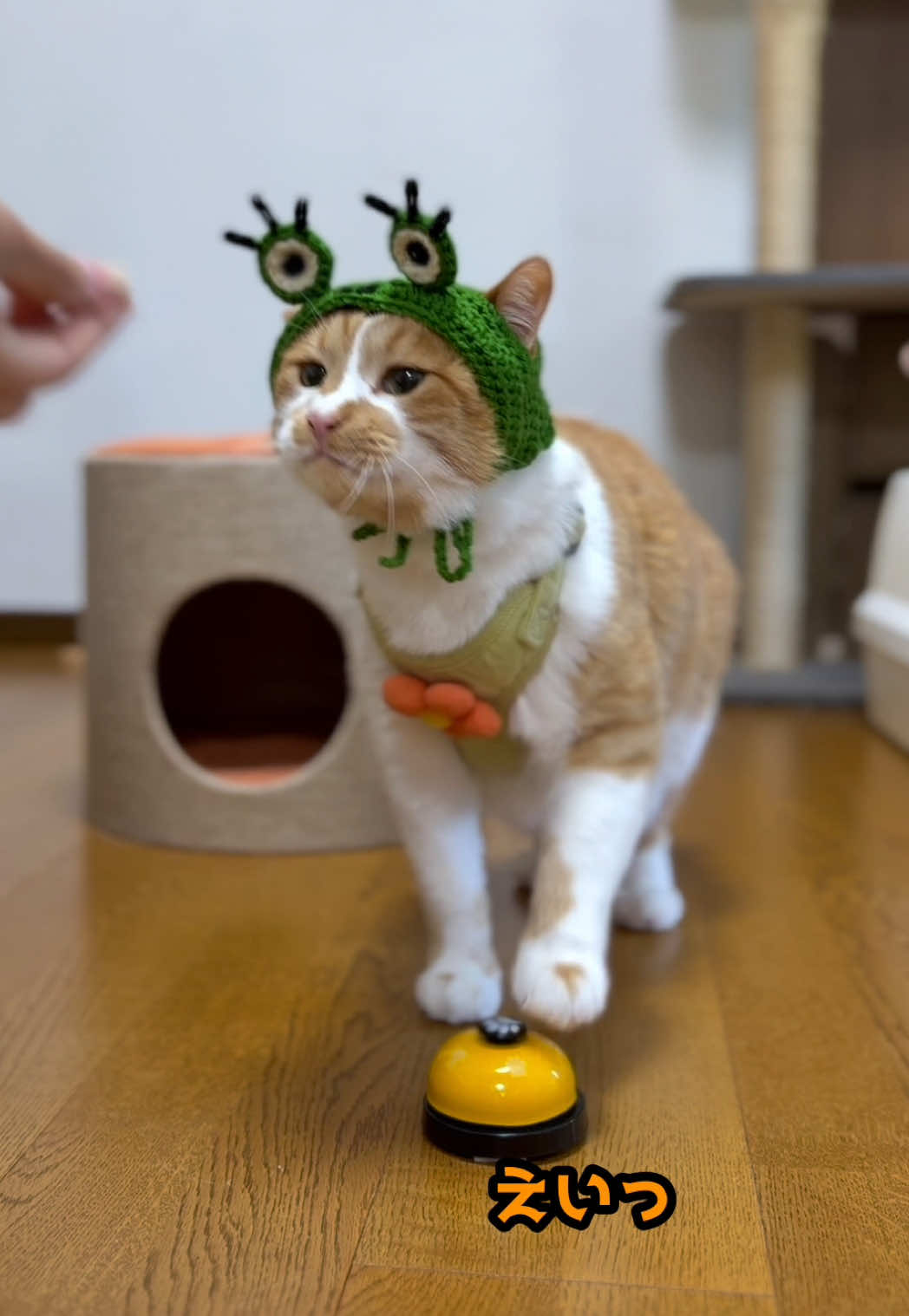 @お散歩大好きもんぶらん🐈