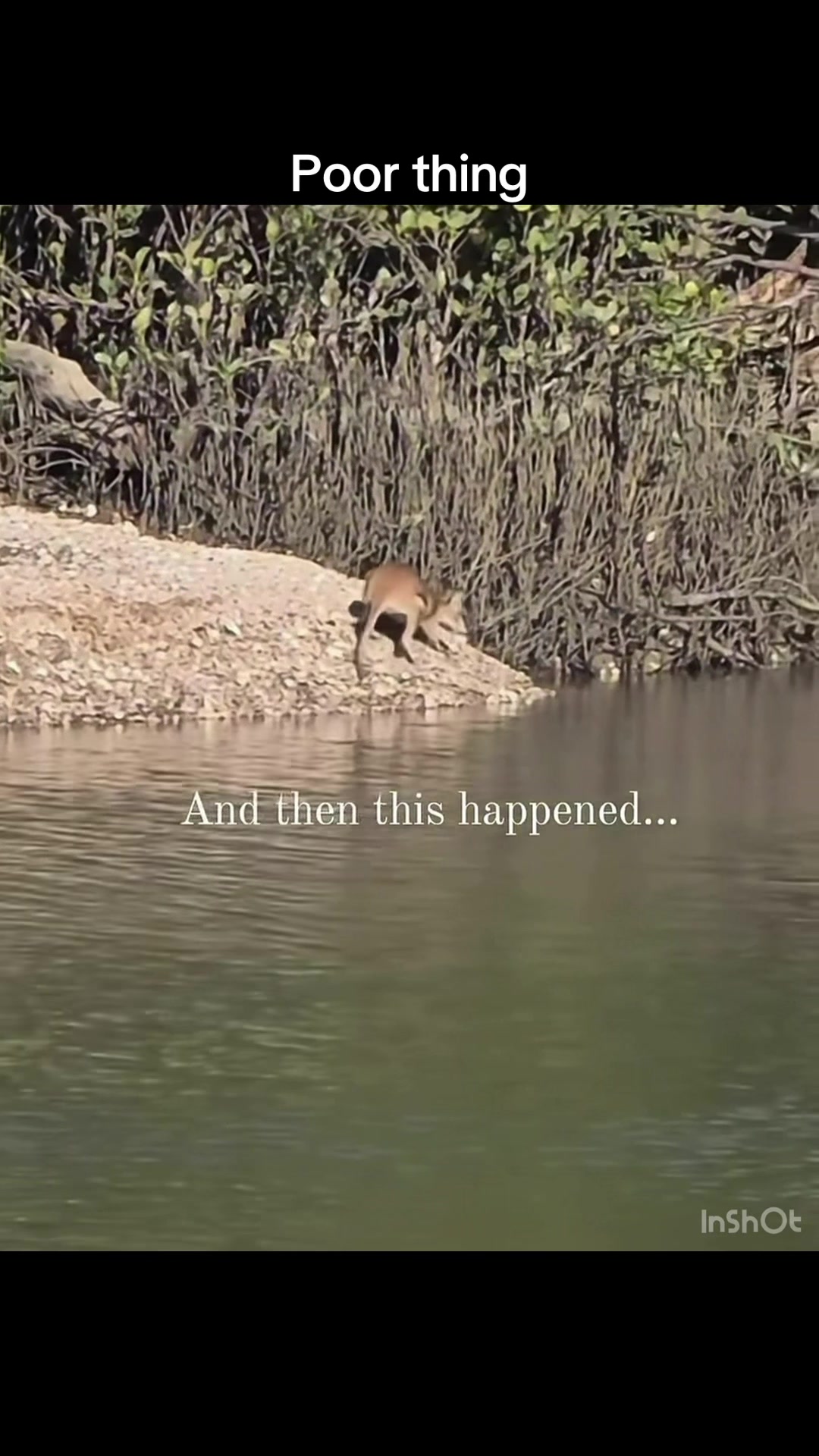 @InTheWildZone