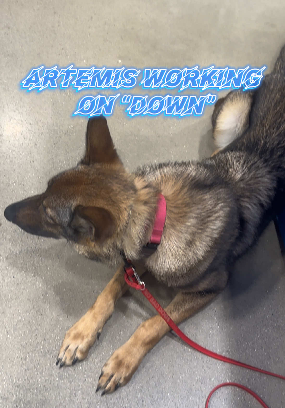 @Fully Unleashed K9 Training