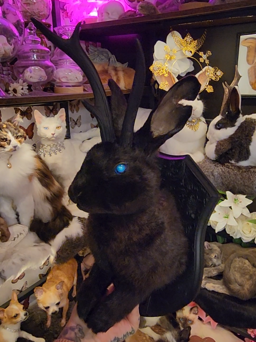 @May Jackalope Taxidermy 🇨🇦