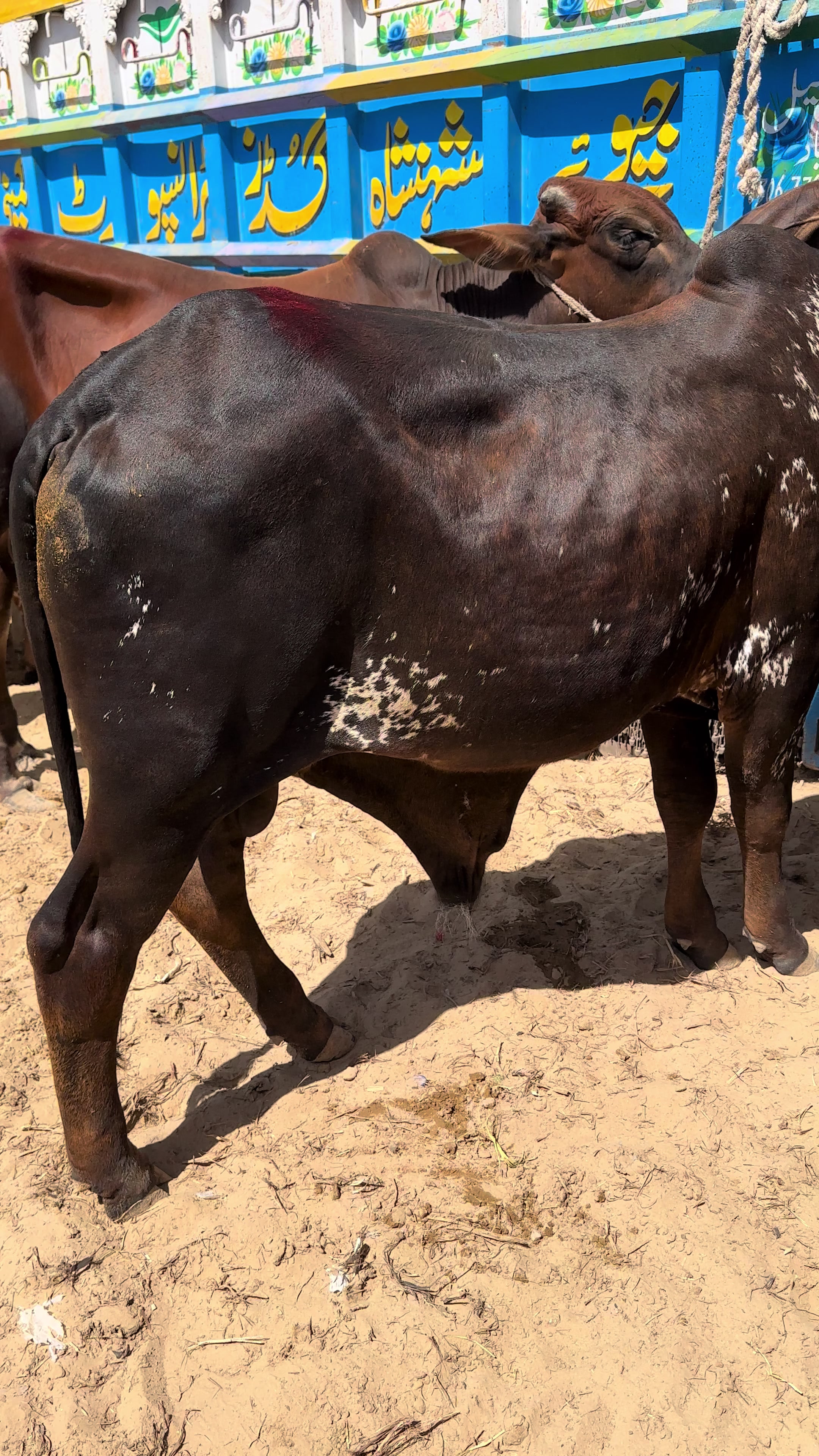 @Raza cattle farm 786