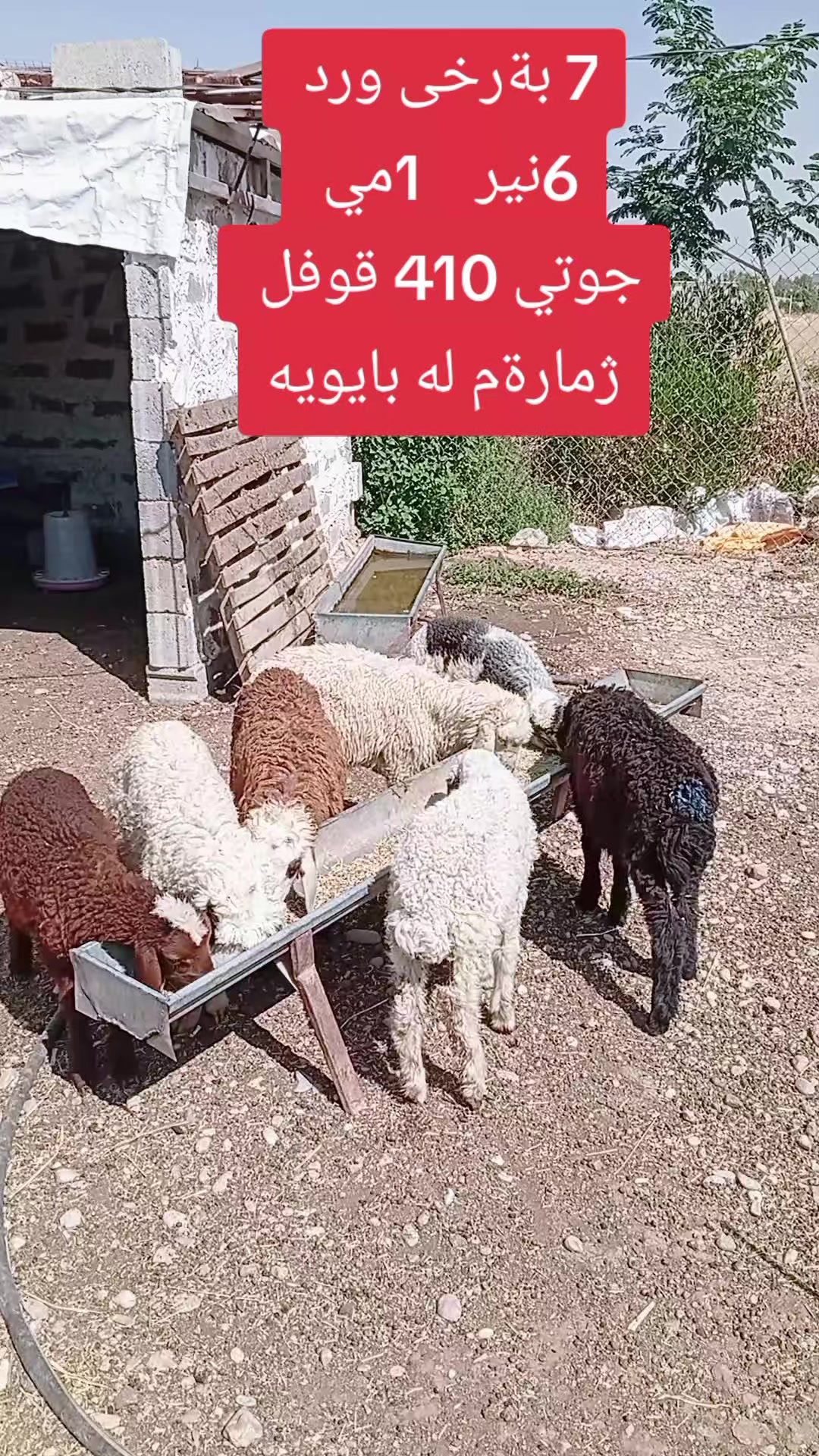 @احمد الكوردي