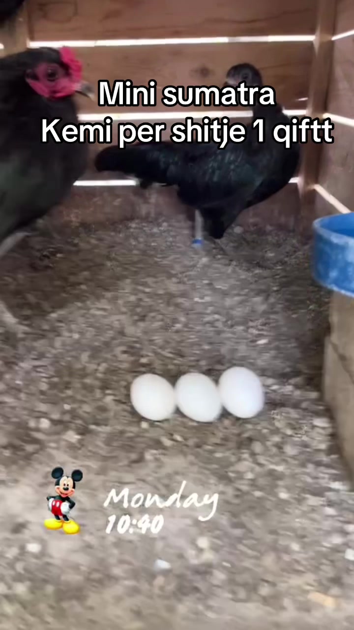 @Fauna peje