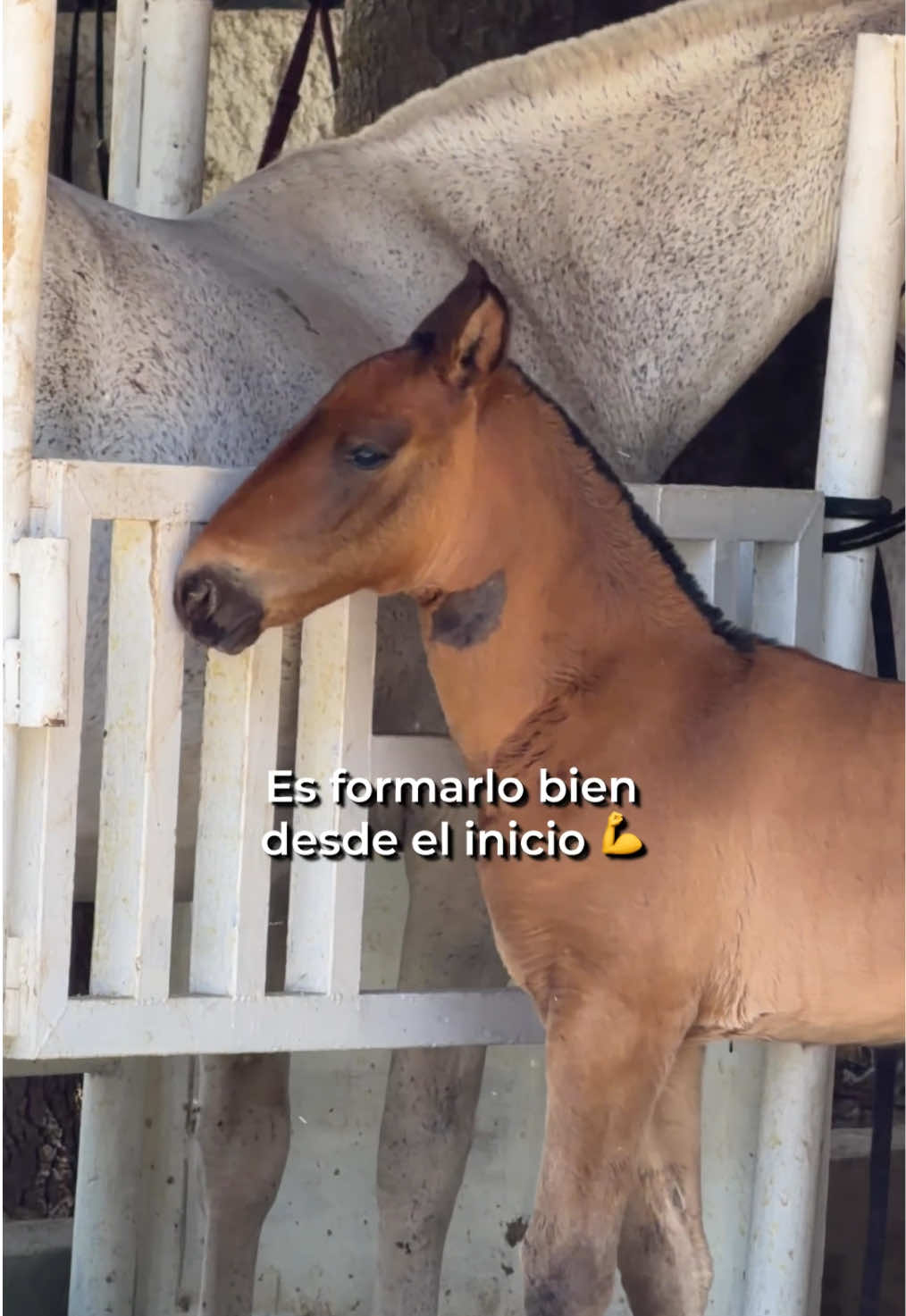 @Agua Zarca, Caballos Españoles