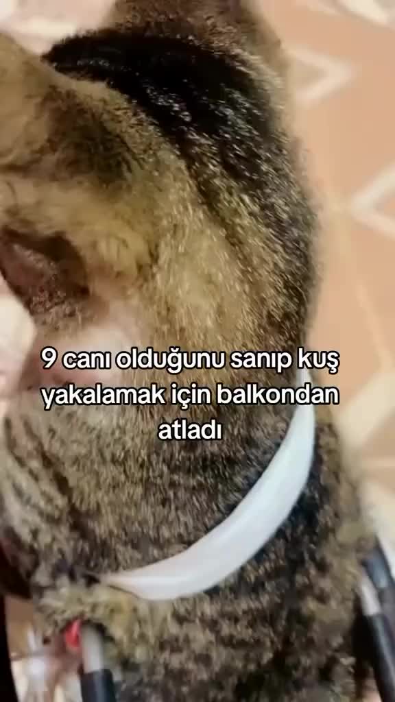 @çılgın...kediler