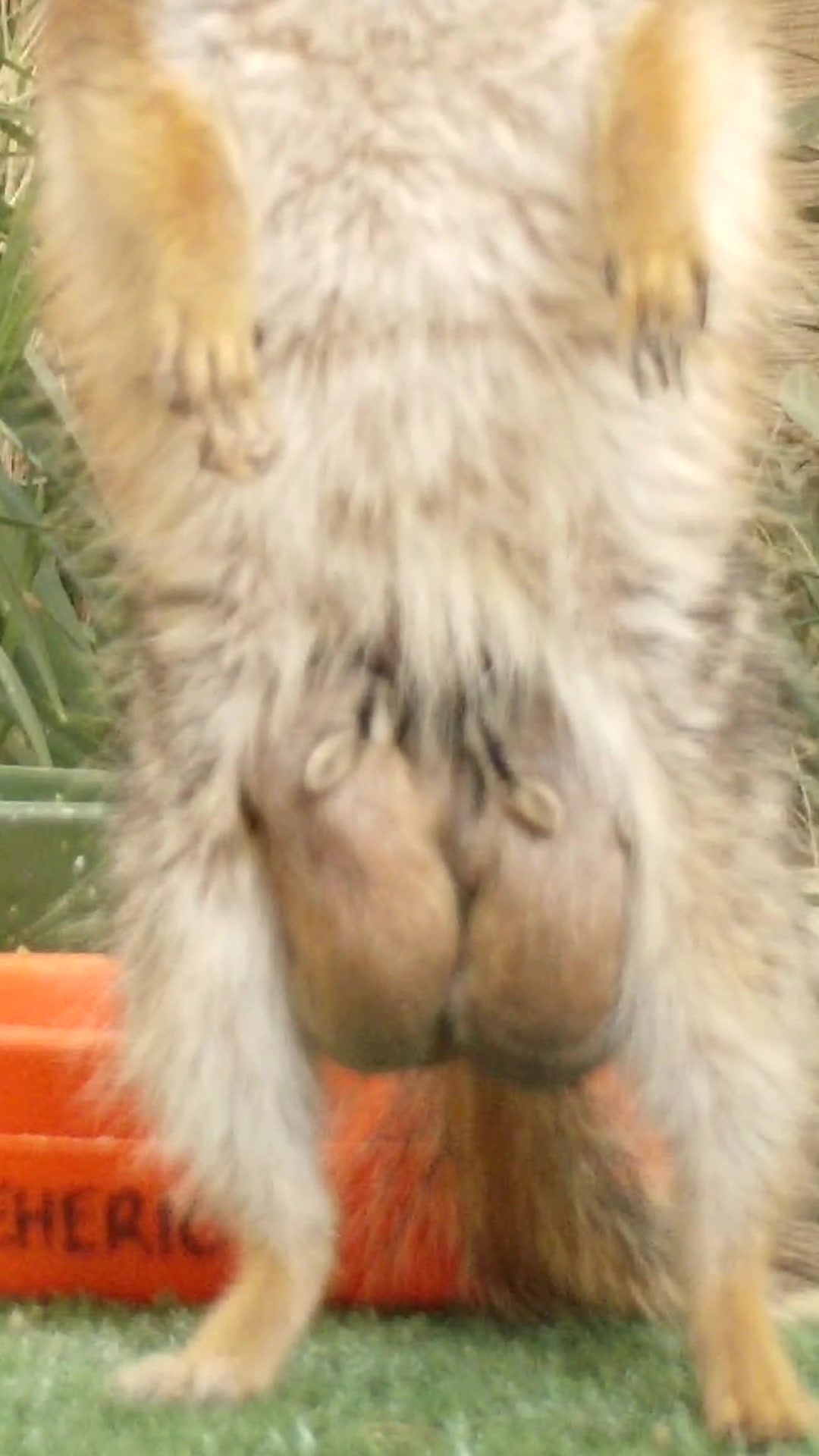 @Perth Zoo