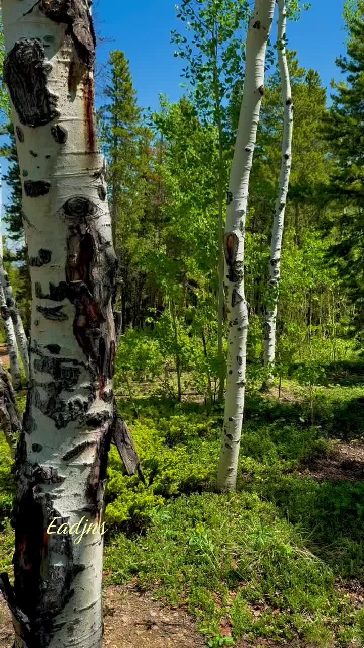 @eadjns