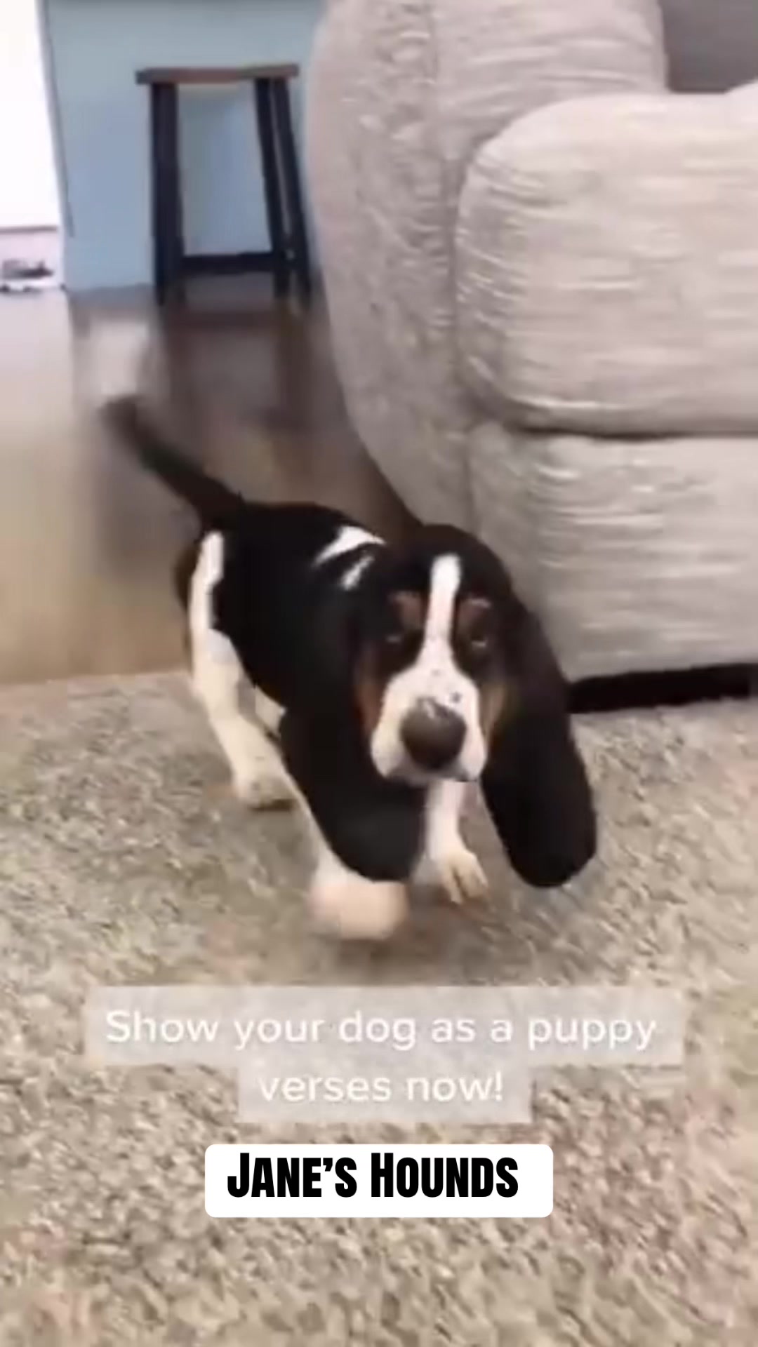 @Basset Hound Pups For Adoption