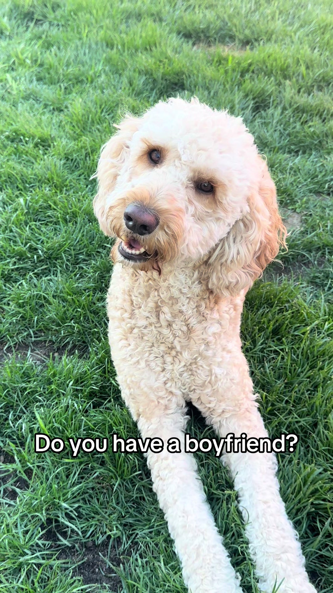 @Frankie & Foxy