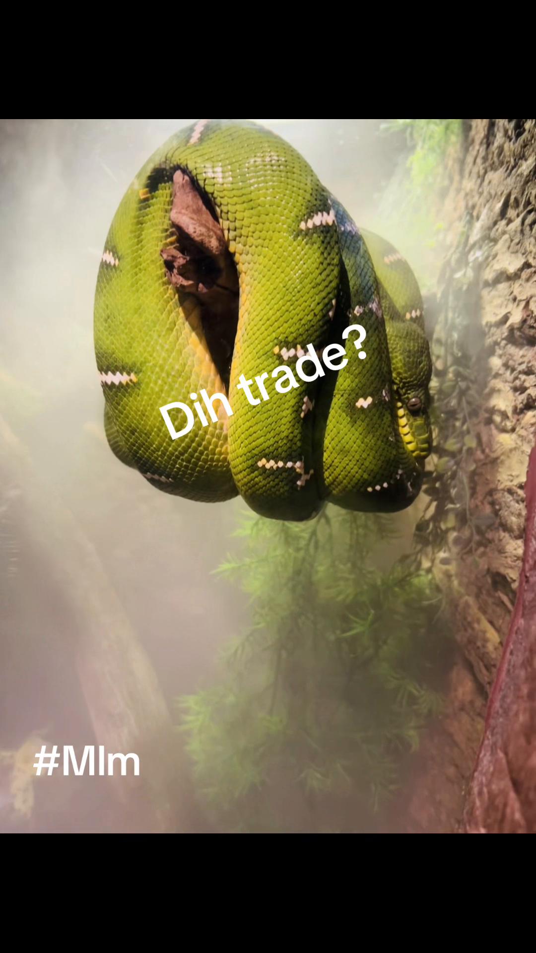 @Mlm trade 41🔃