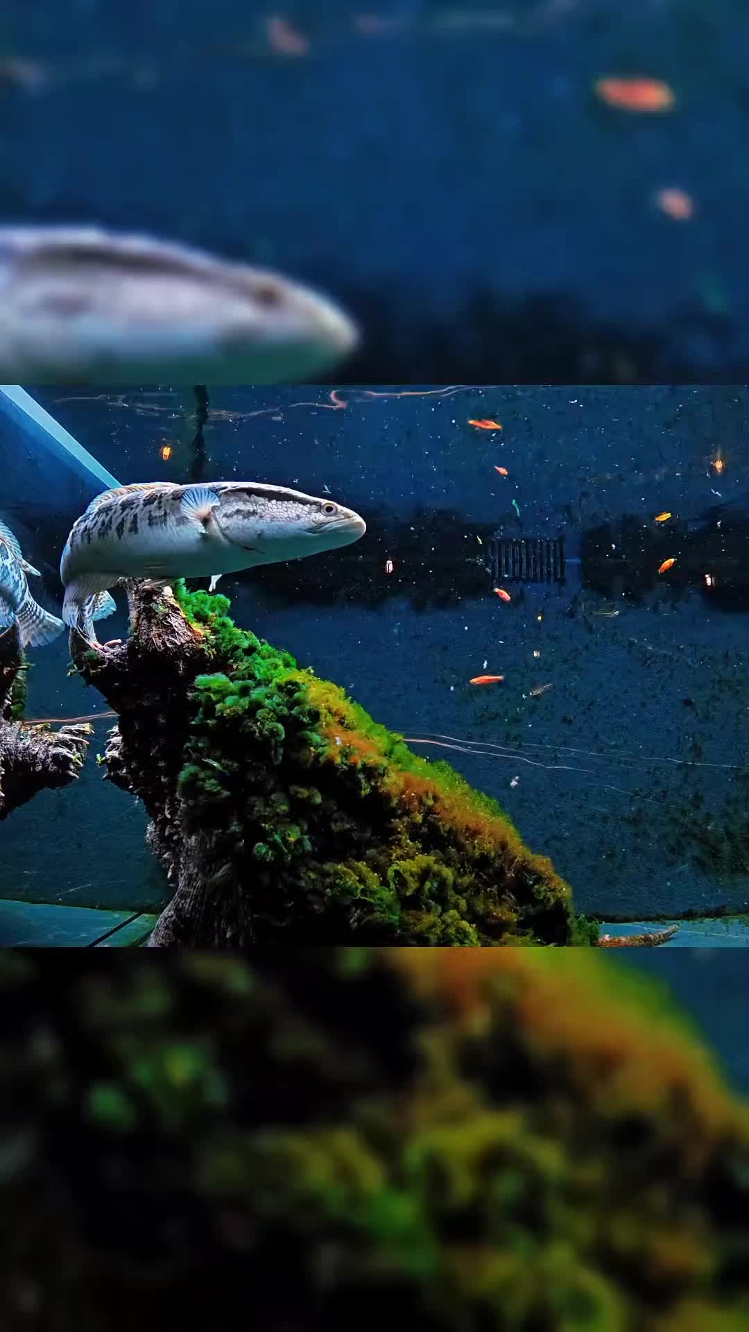 @aquaticbeastkeepe