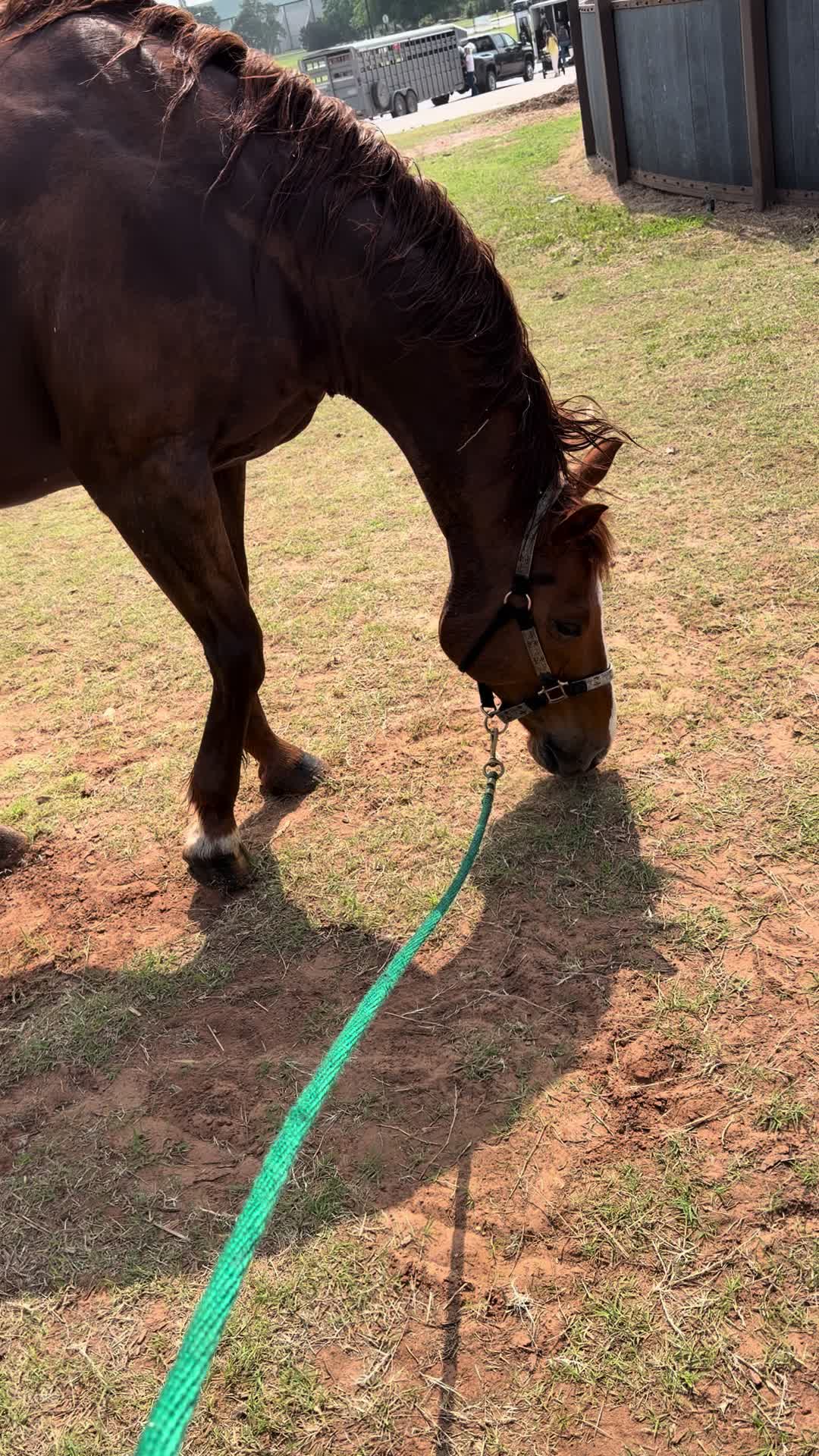 @ASR Equine
