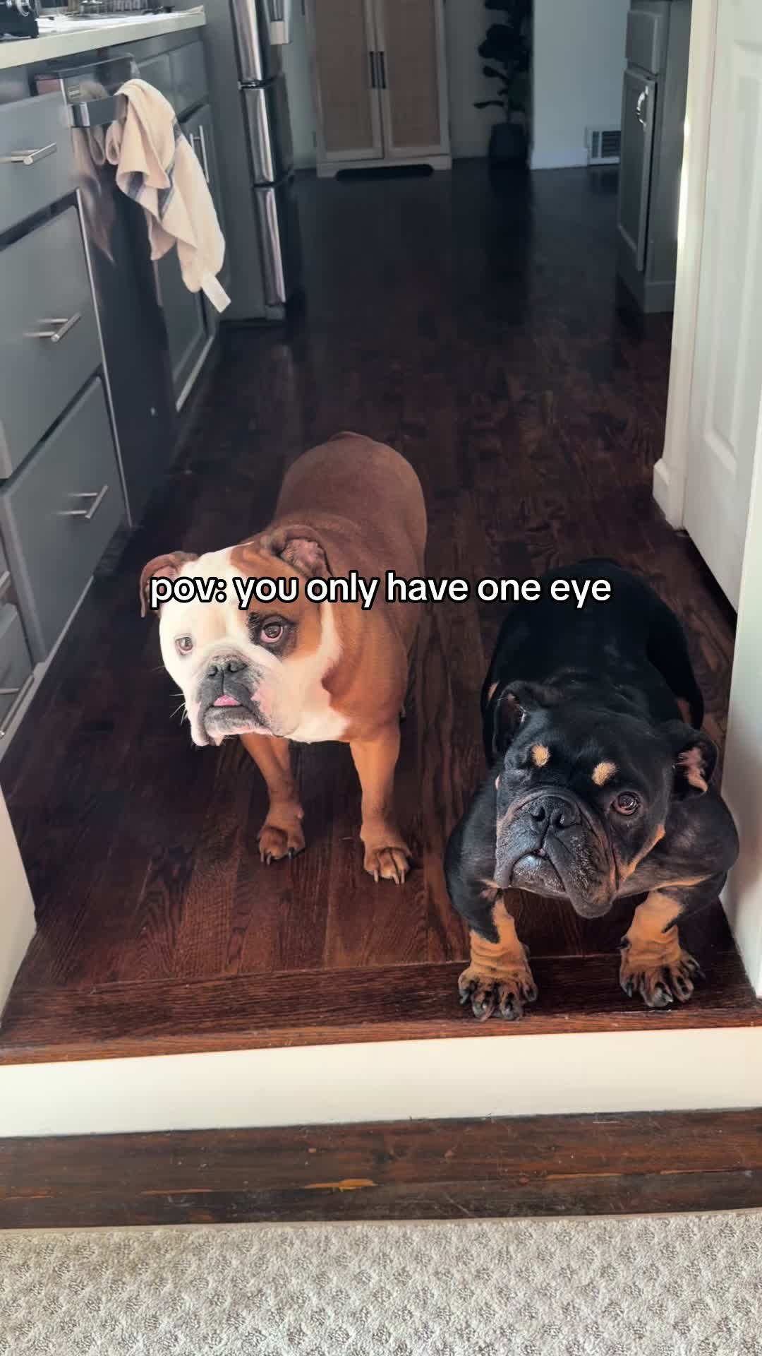 @Poptart The Bulldog