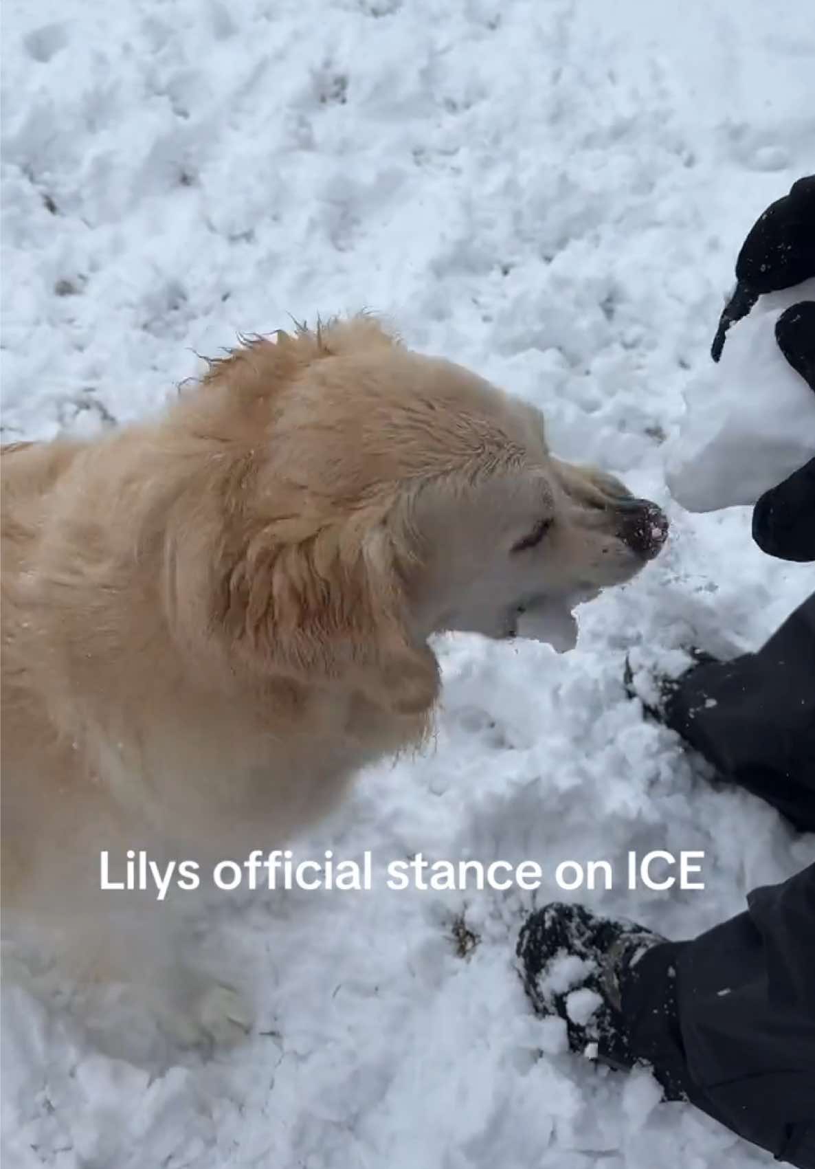 @Clover and Lily 🐾