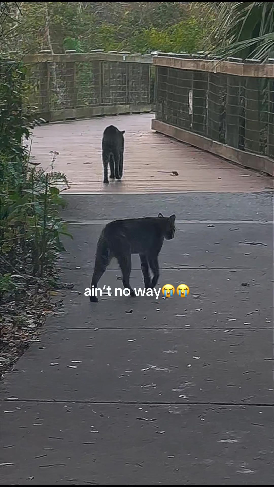 @valigatorlotus