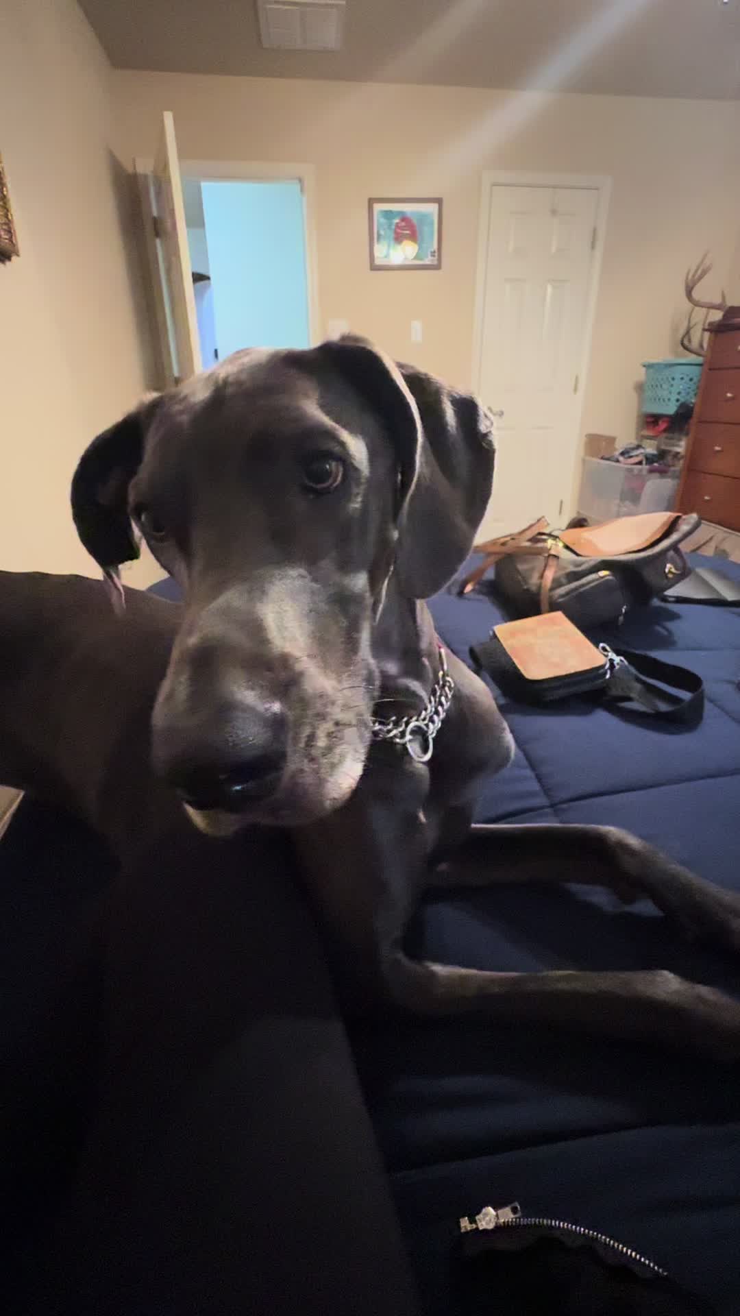 @janethegreatdane