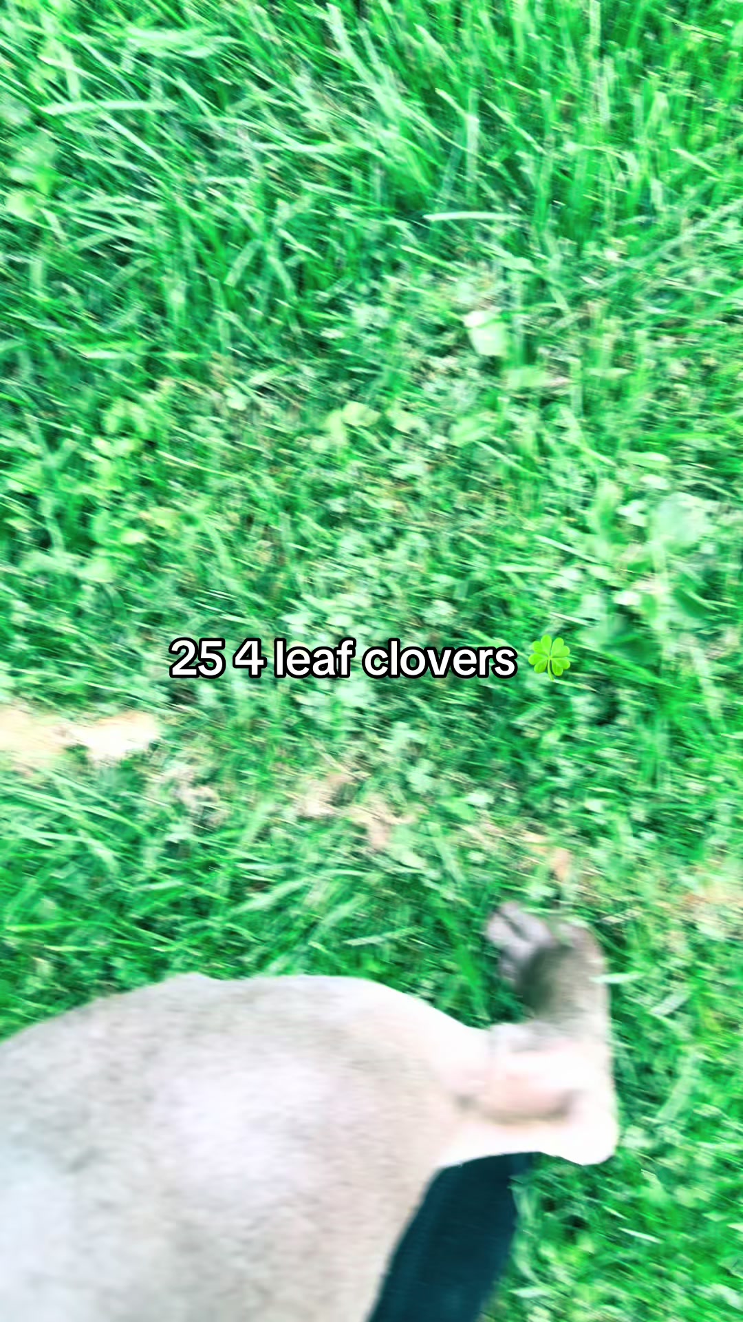 @Clovers Cosplay