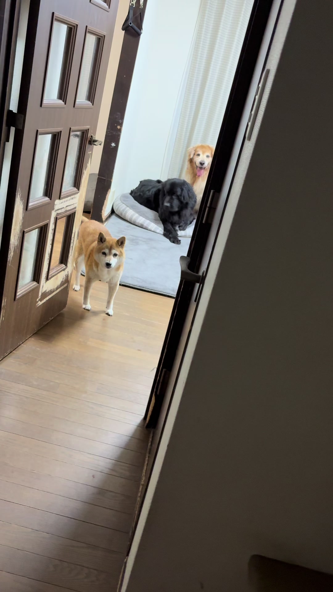 @ムックパパ🔶🐾