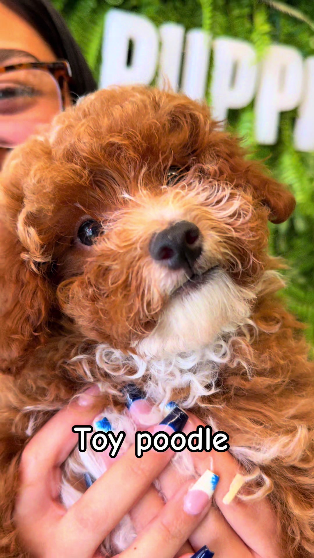 @FurbabyPuppies
