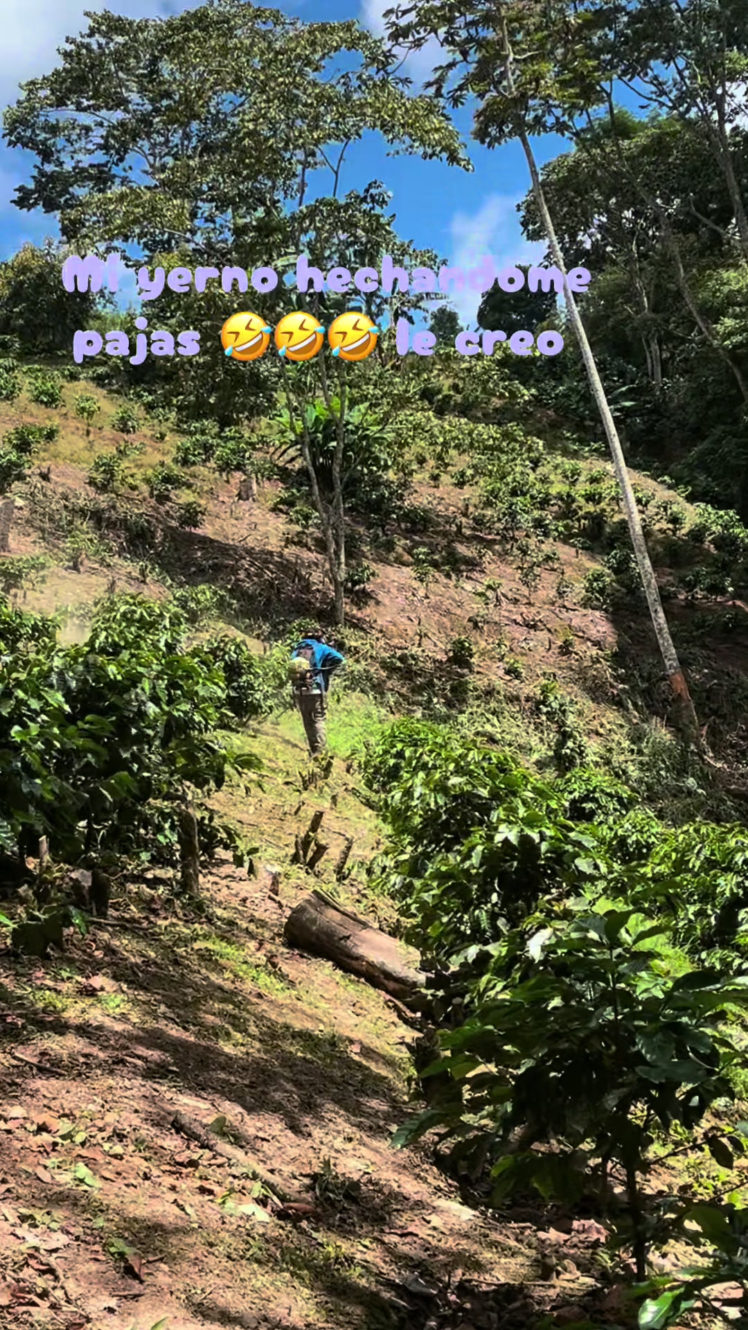@Halcon de la sierra