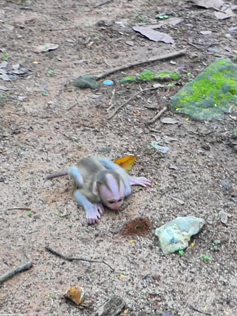 @Monkey Discovery