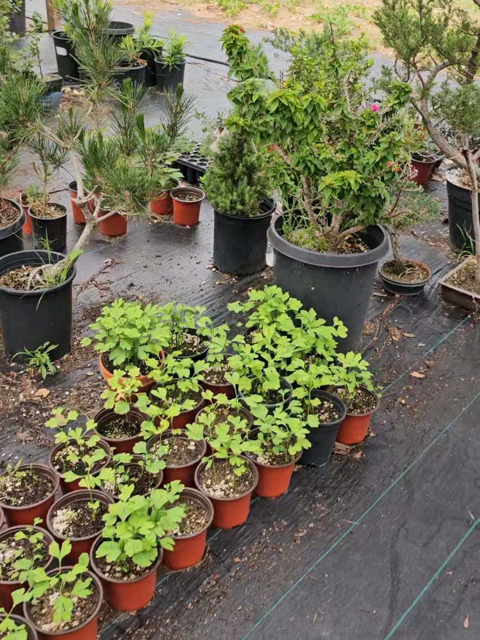 @North County Bonsai